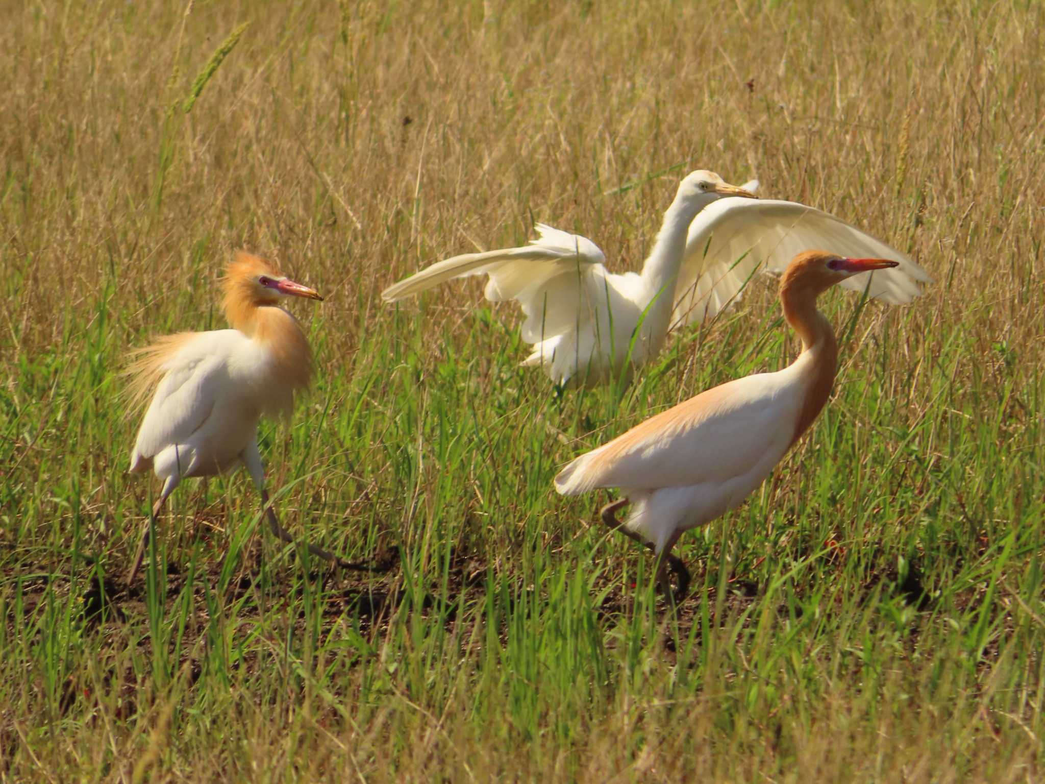 Photo of Eastern Cattle Egret at 浮島ヶ原自然公園 by ゆ