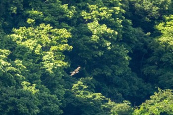 Eastern Buzzard 北杜市 Sat, 5/28/2022