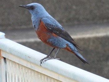 Blue Rock Thrush 横須賀 Sun, 5/29/2022