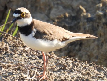 Little Ringed Plover 横須賀 Sun, 5/29/2022