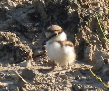 Little Ringed Plover 横須賀 Sun, 5/29/2022