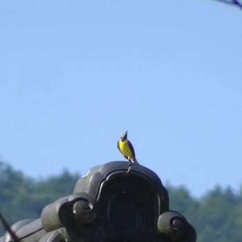 2022年5月29日(日) 生藤山~陣馬山の野鳥観察記録