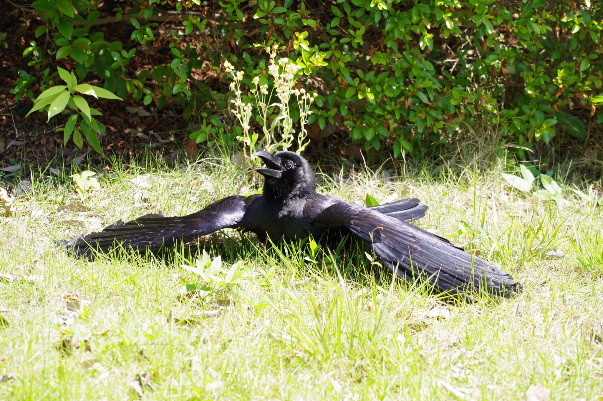 Photo of Large-billed Crow at Shinjuku Gyoen National Garden by amy