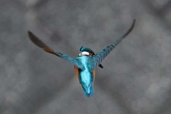 2022年5月29日(日) 発寒川緑地(札幌市西区)の野鳥観察記録