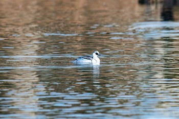 ミコアイサ 山口県立きらら浜自然観察公園 2017年12月23日(土)