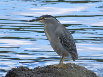 2022年5月22日(日) 東京港野鳥公園の野鳥観察記録