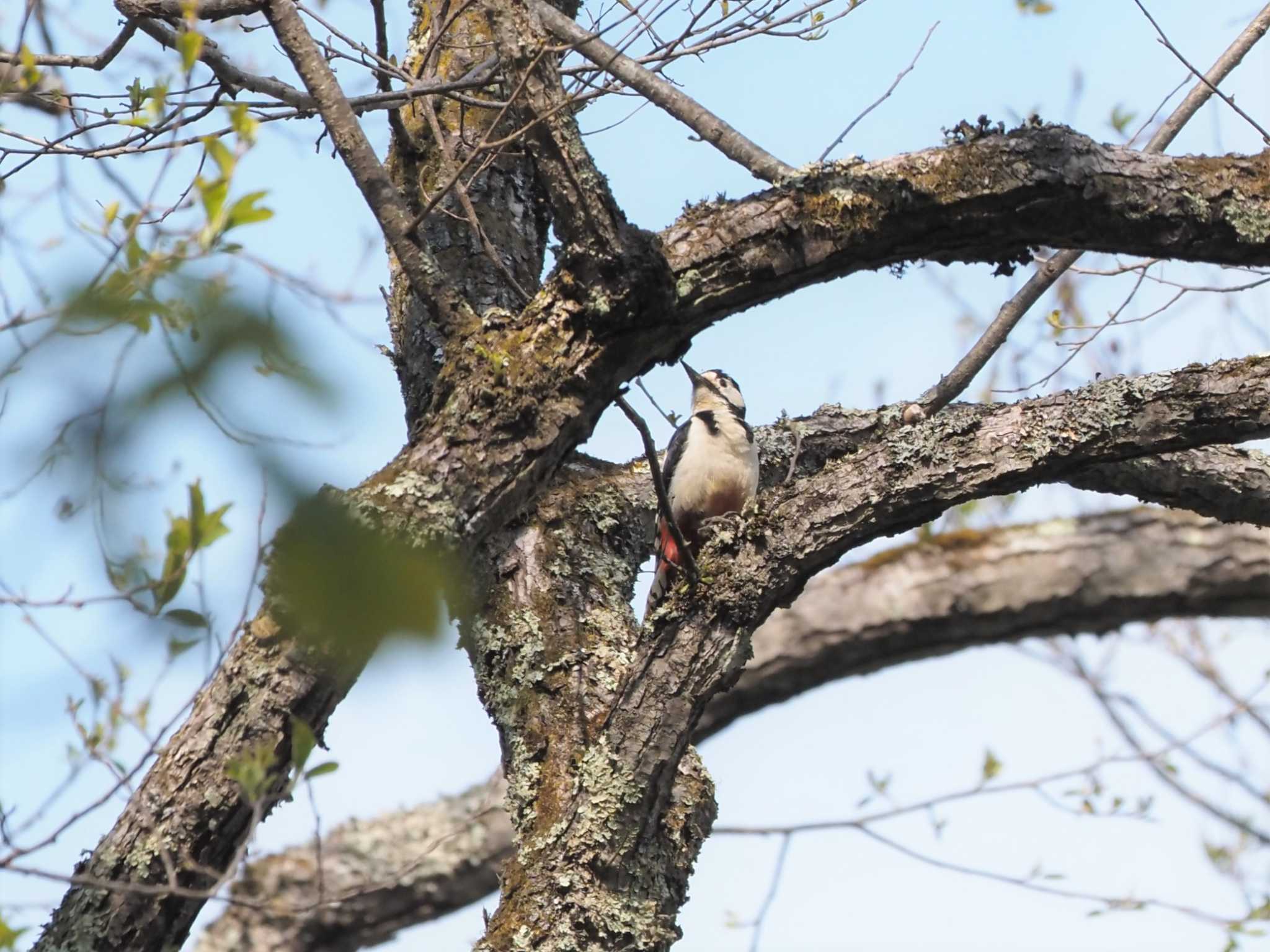 Great Spotted Woodpecker