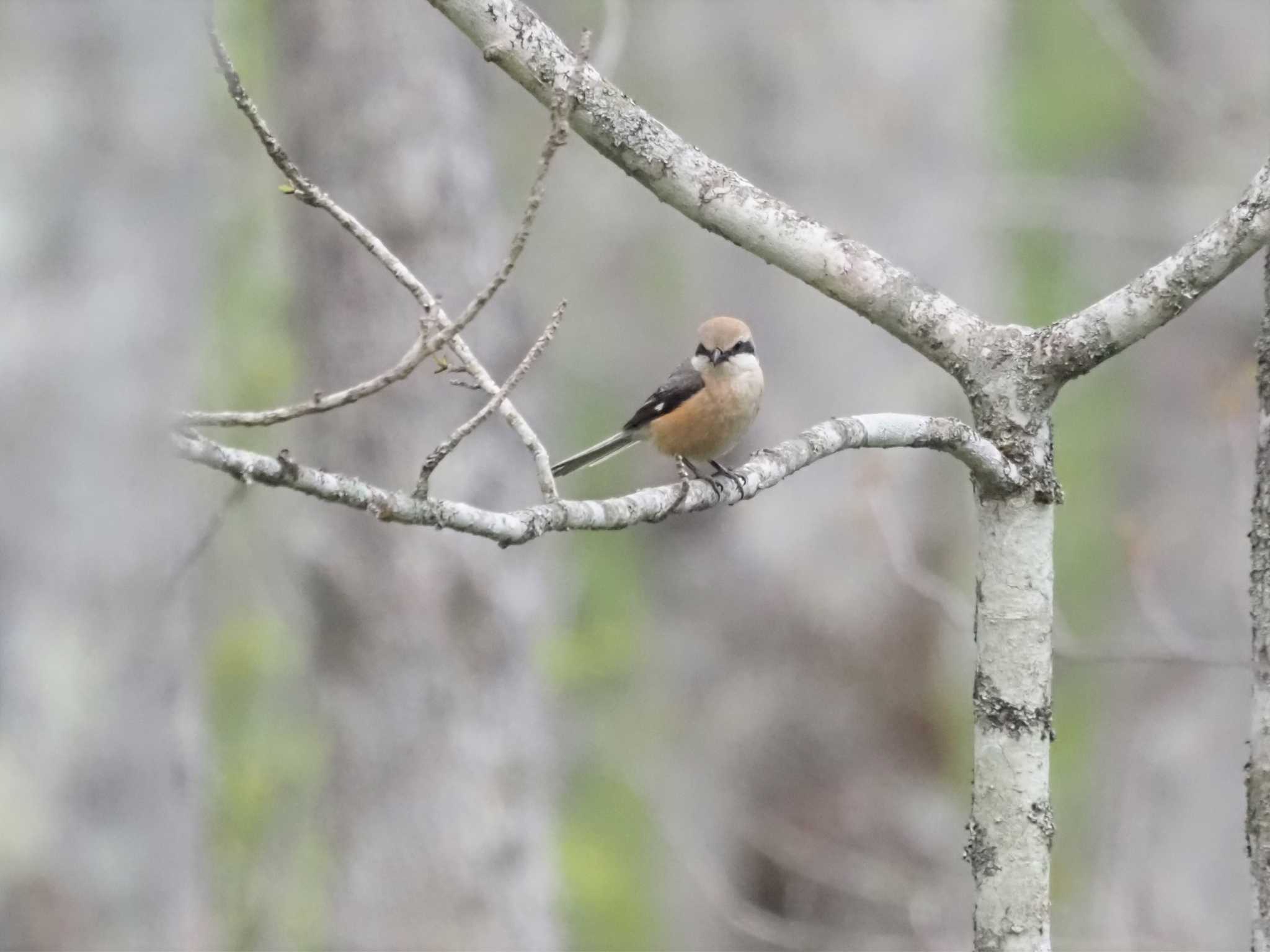 Bull-headed Shrike