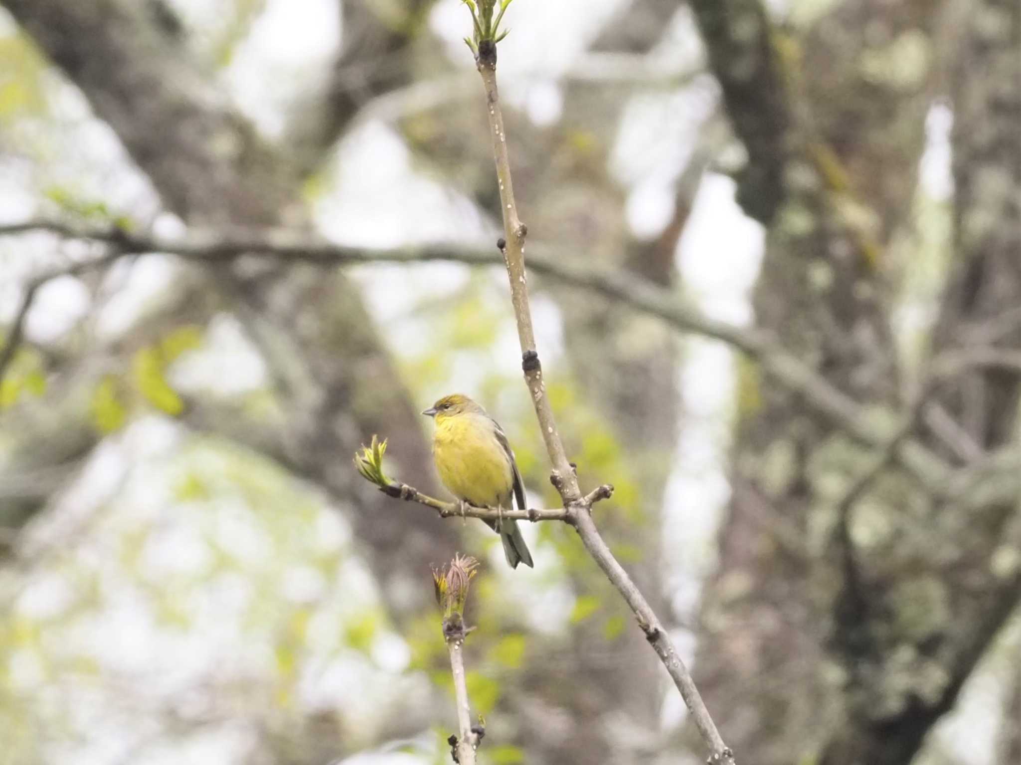 Photo of Yellow Bunting at 戸隠森林公園 by マル