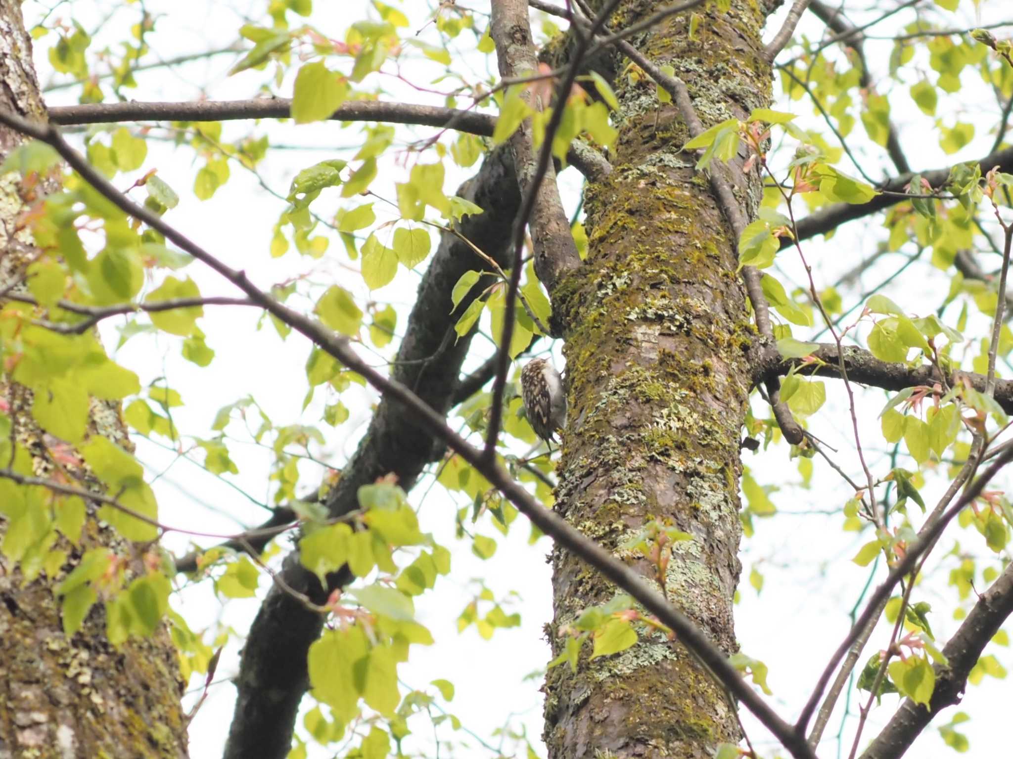 Photo of Eurasian Treecreeper at 戸隠森林公園 by マル