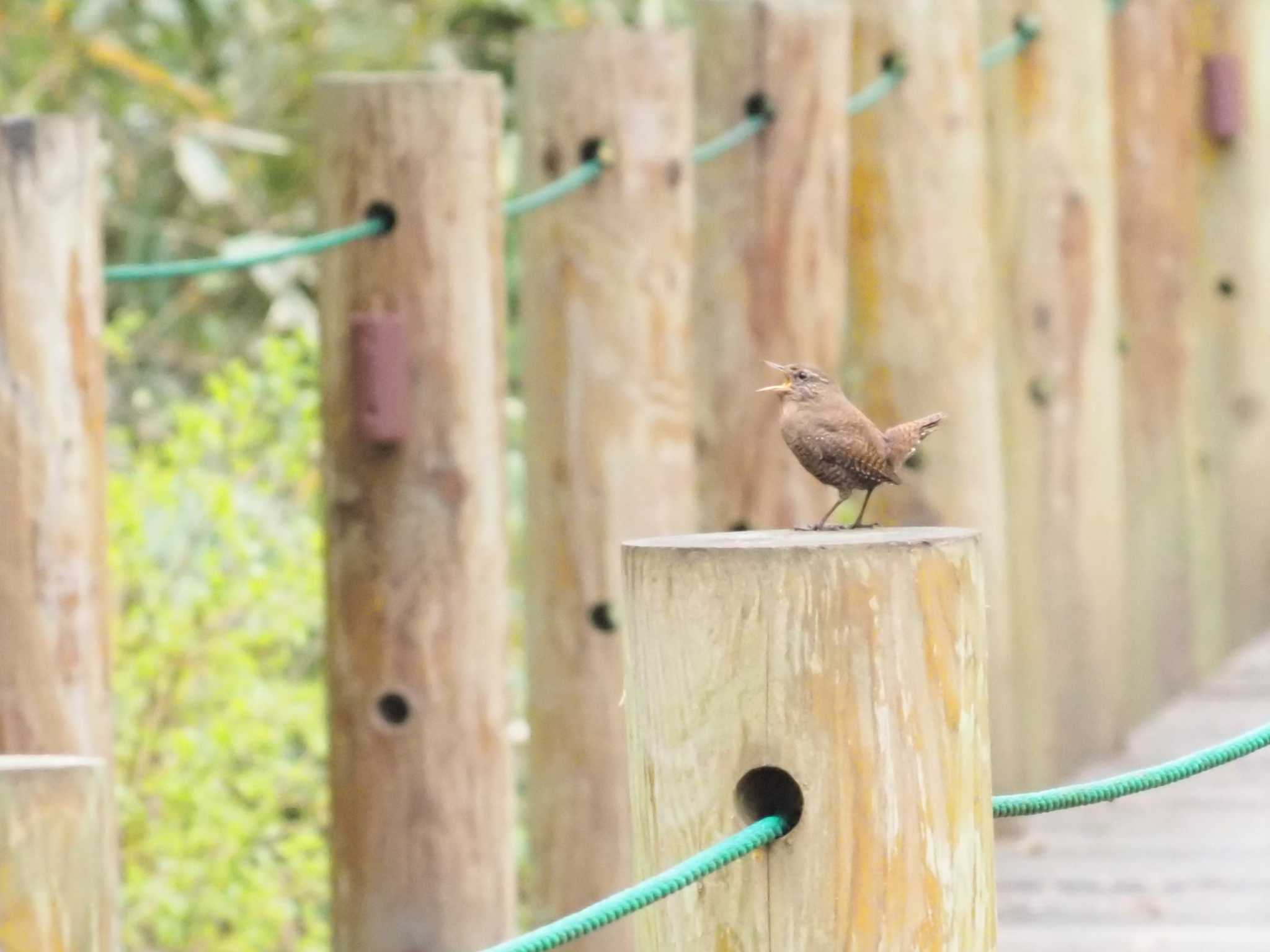 戸隠森林公園 ミソサザイの写真 by マル