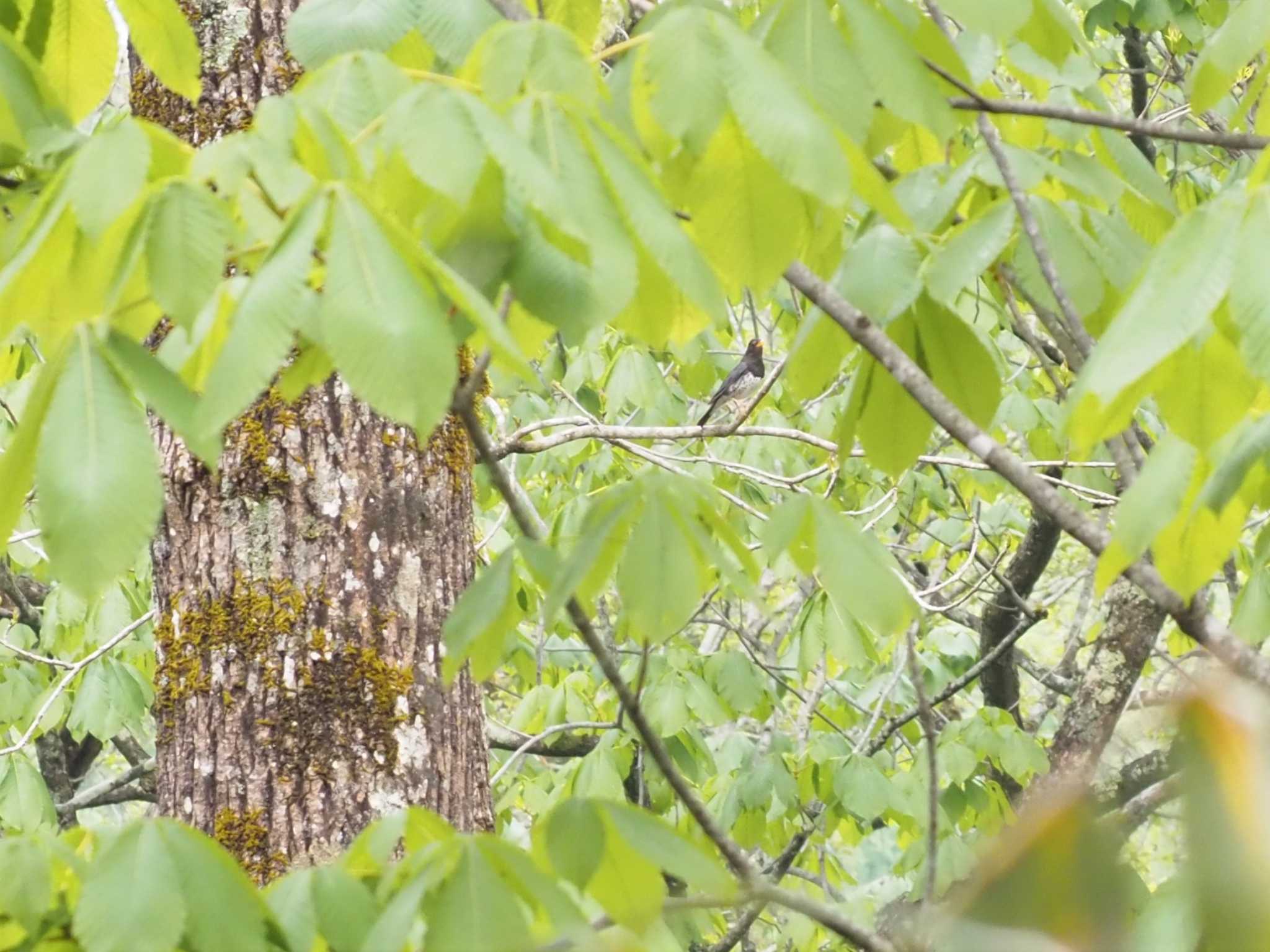 Photo of Japanese Thrush at 戸隠森林公園 by マル