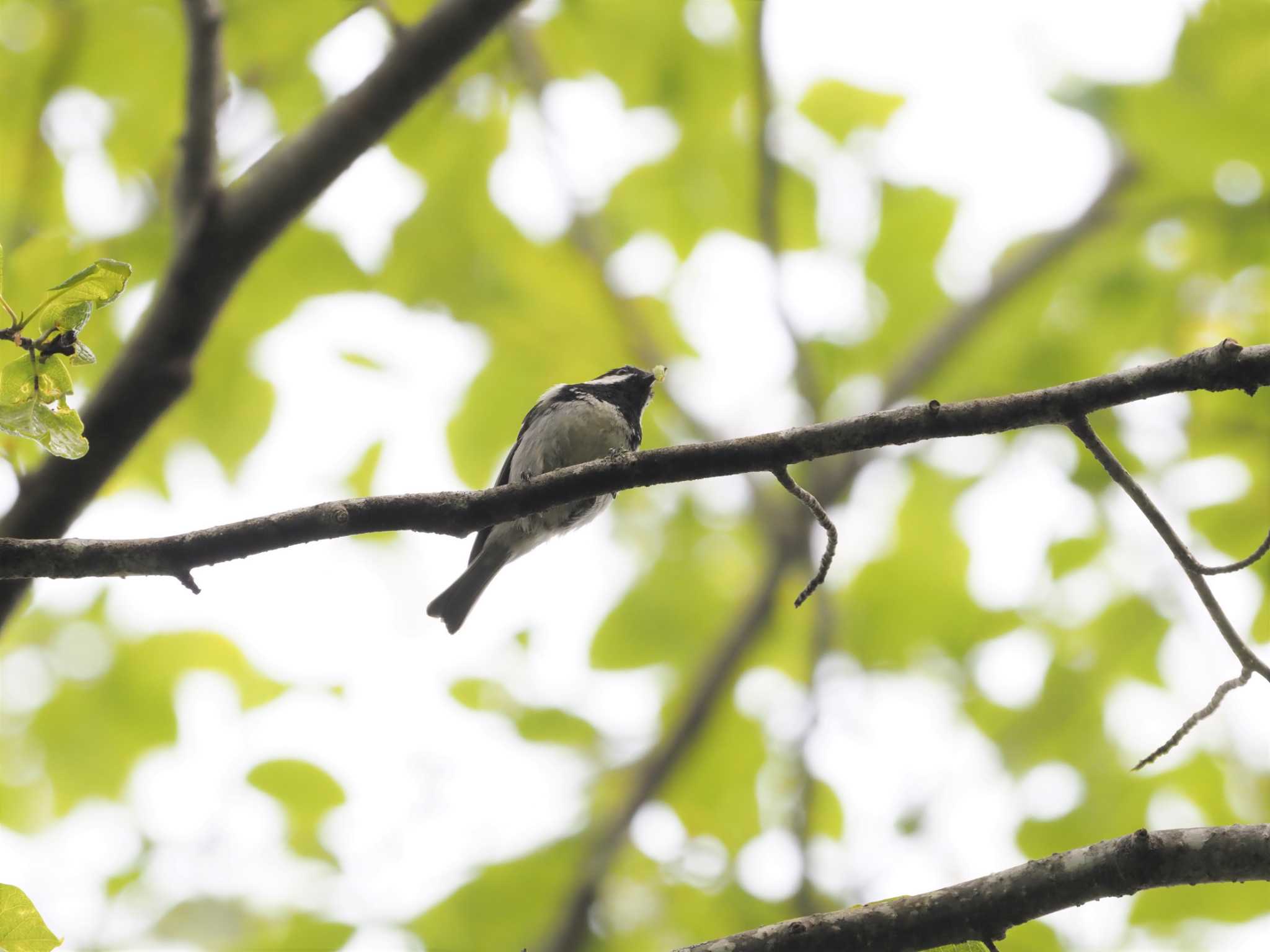 Photo of Coal Tit at 戸隠森林公園 by マル