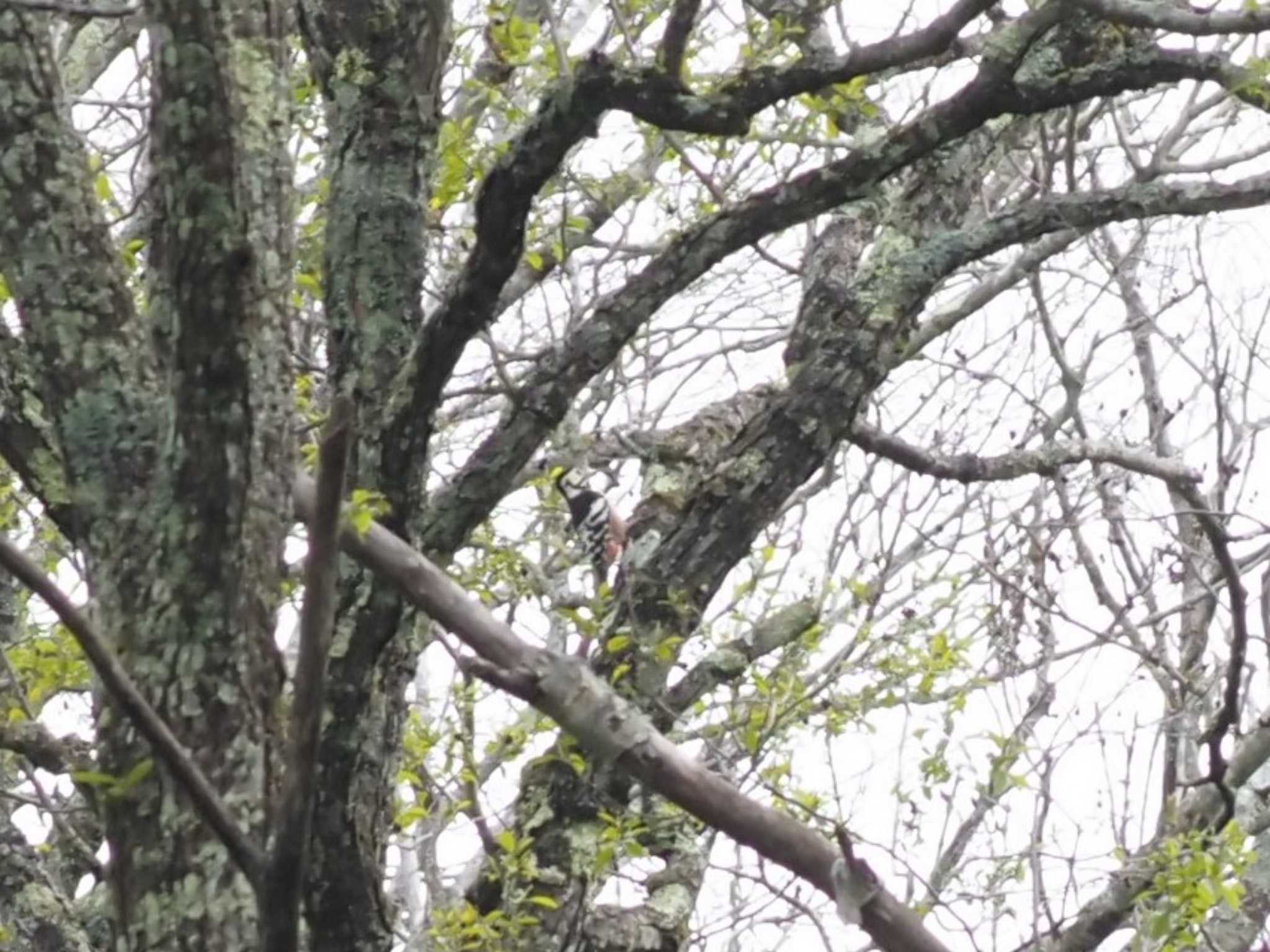 White-backed Woodpecker