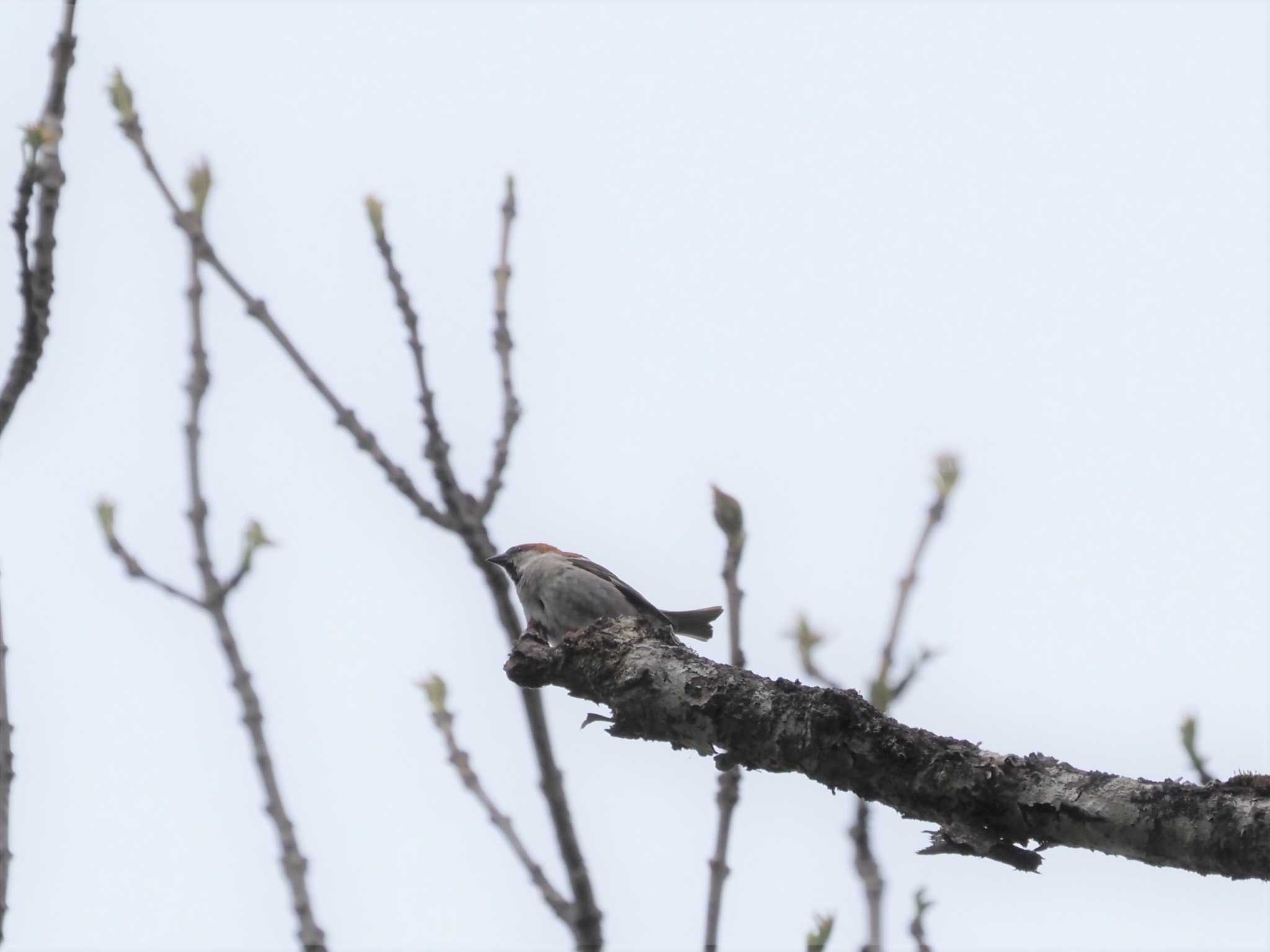 Russet Sparrow