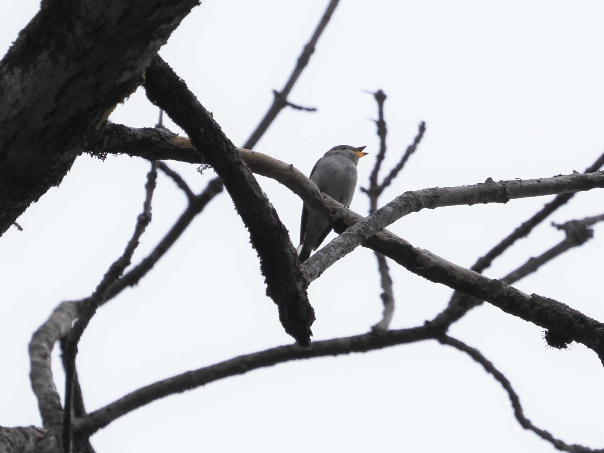 Photo of Asian Brown Flycatcher at 戸隠森林公園 by マル