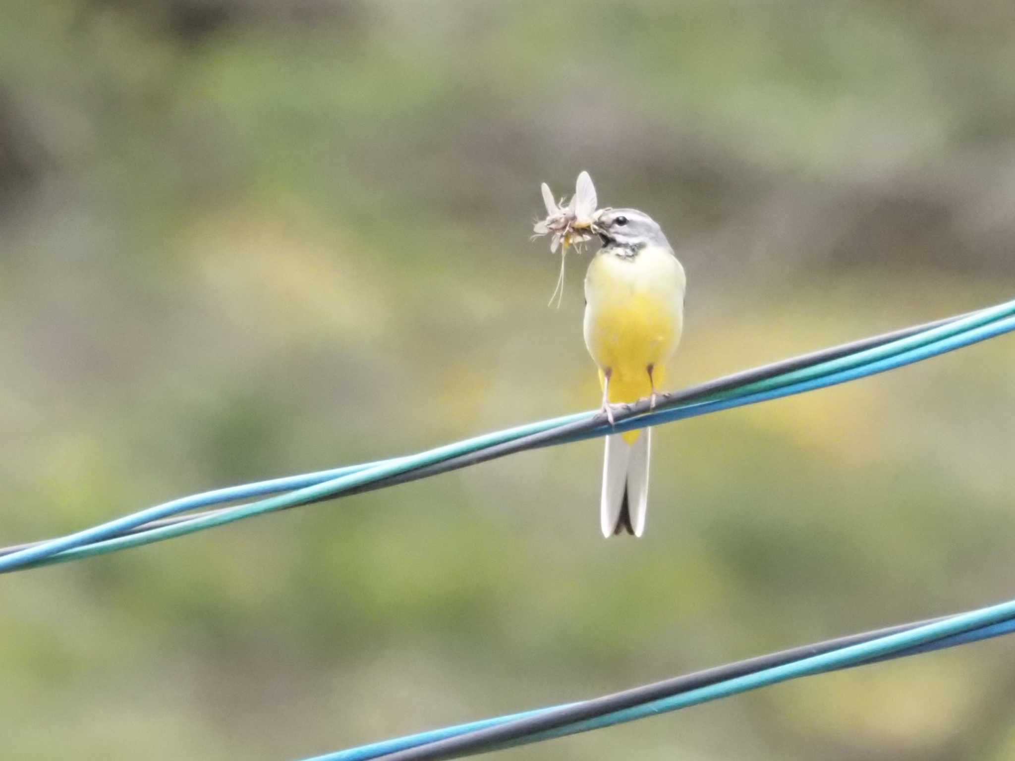 Grey Wagtail