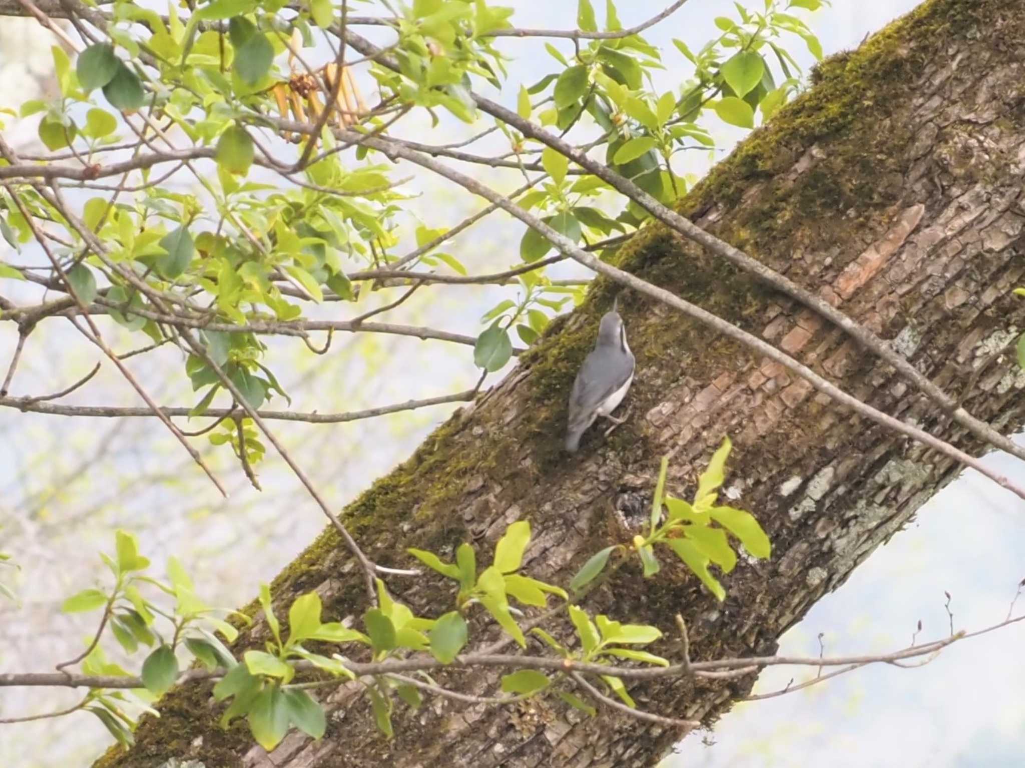 戸隠森林公園 ゴジュウカラの写真 by マル