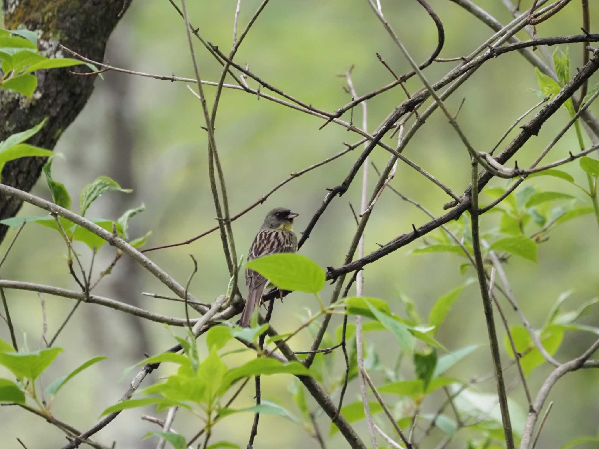 Masked Bunting