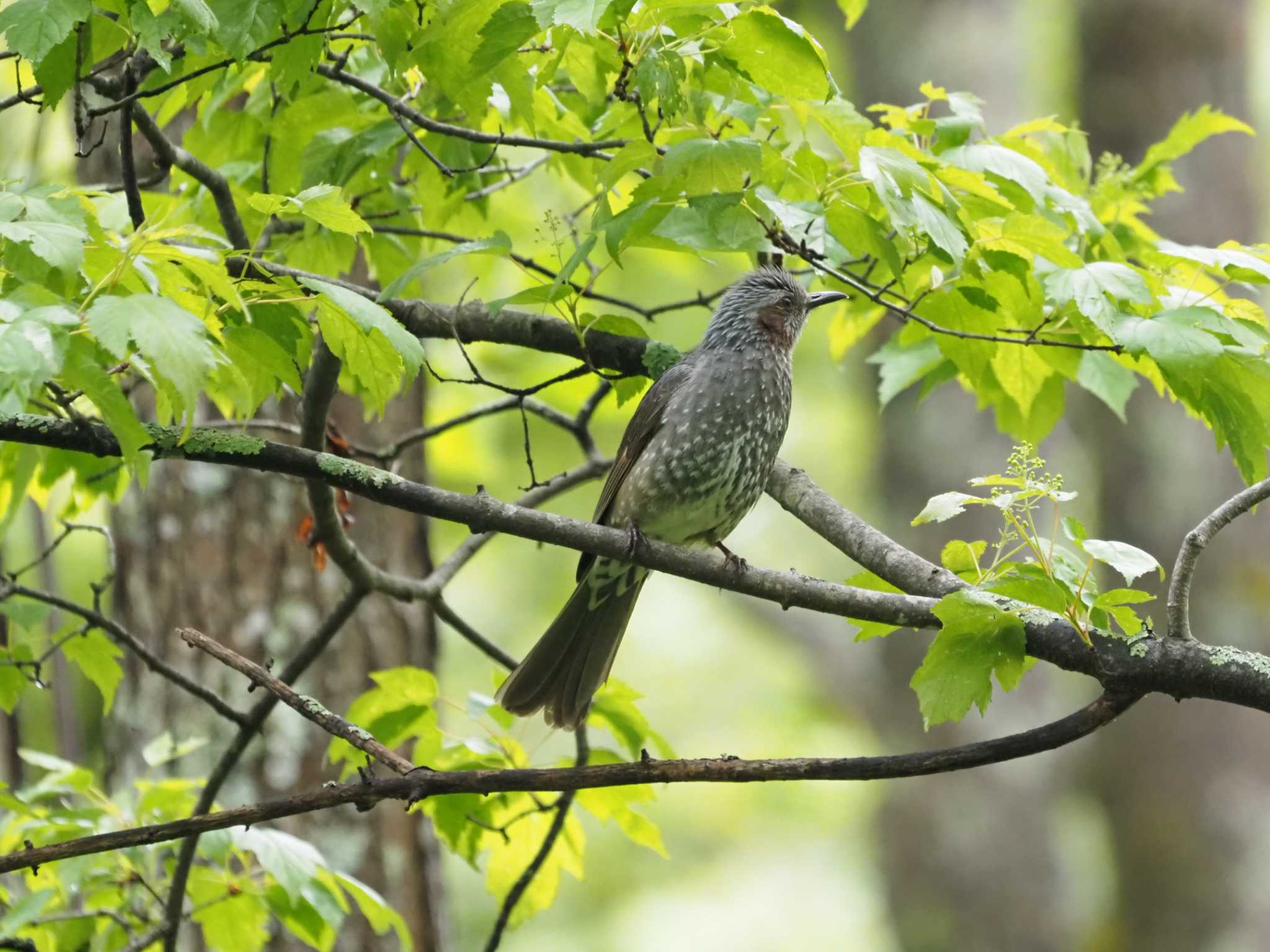 Photo of Brown-eared Bulbul at 戸隠森林公園 by マル