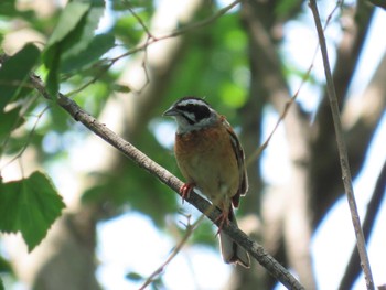 Meadow Bunting Watarase Yusuichi (Wetland) Sun, 5/29/2022