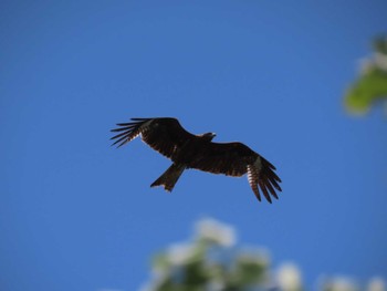 Black Kite Watarase Yusuichi (Wetland) Sun, 5/29/2022