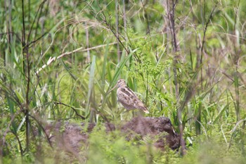 Latham's Snipe JGSDF Kita-Fuji Exercise Area Sun, 5/29/2022