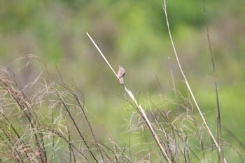 Black-browed Reed Warbler JGSDF Kita-Fuji Exercise Area Sun, 5/29/2022