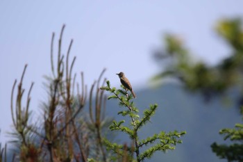 Oriental Reed Warbler JGSDF Kita-Fuji Exercise Area Sun, 5/29/2022