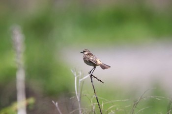 Amur Stonechat JGSDF Kita-Fuji Exercise Area Sun, 5/29/2022