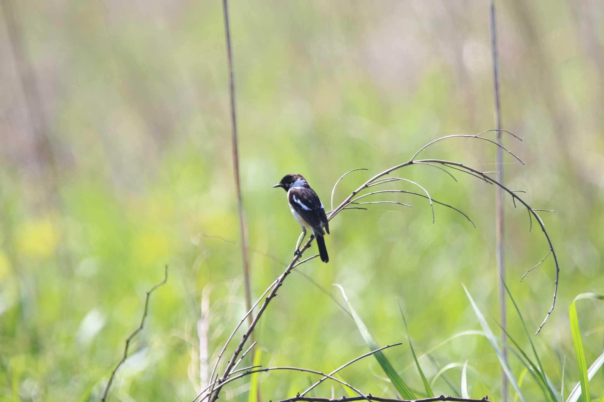 Photo of Amur Stonechat at JGSDF Kita-Fuji Exercise Area by 西表山猫