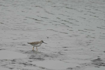 Terek Sandpiper Kasai Rinkai Park Fri, 5/20/2022