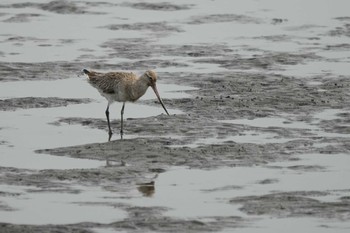 オオソリハシシギ 葛西臨海公園 2022年5月20日(金)