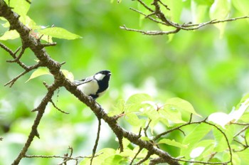 シジュウカラ 青梅丘陵 2022年5月28日(土)