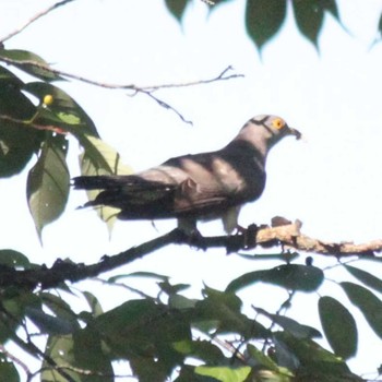 Sun, 5/29/2022 Birding report at 屏風岩公苑