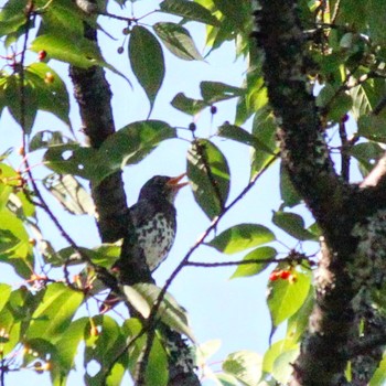 Japanese Thrush 屏風岩公苑 Sun, 5/29/2022