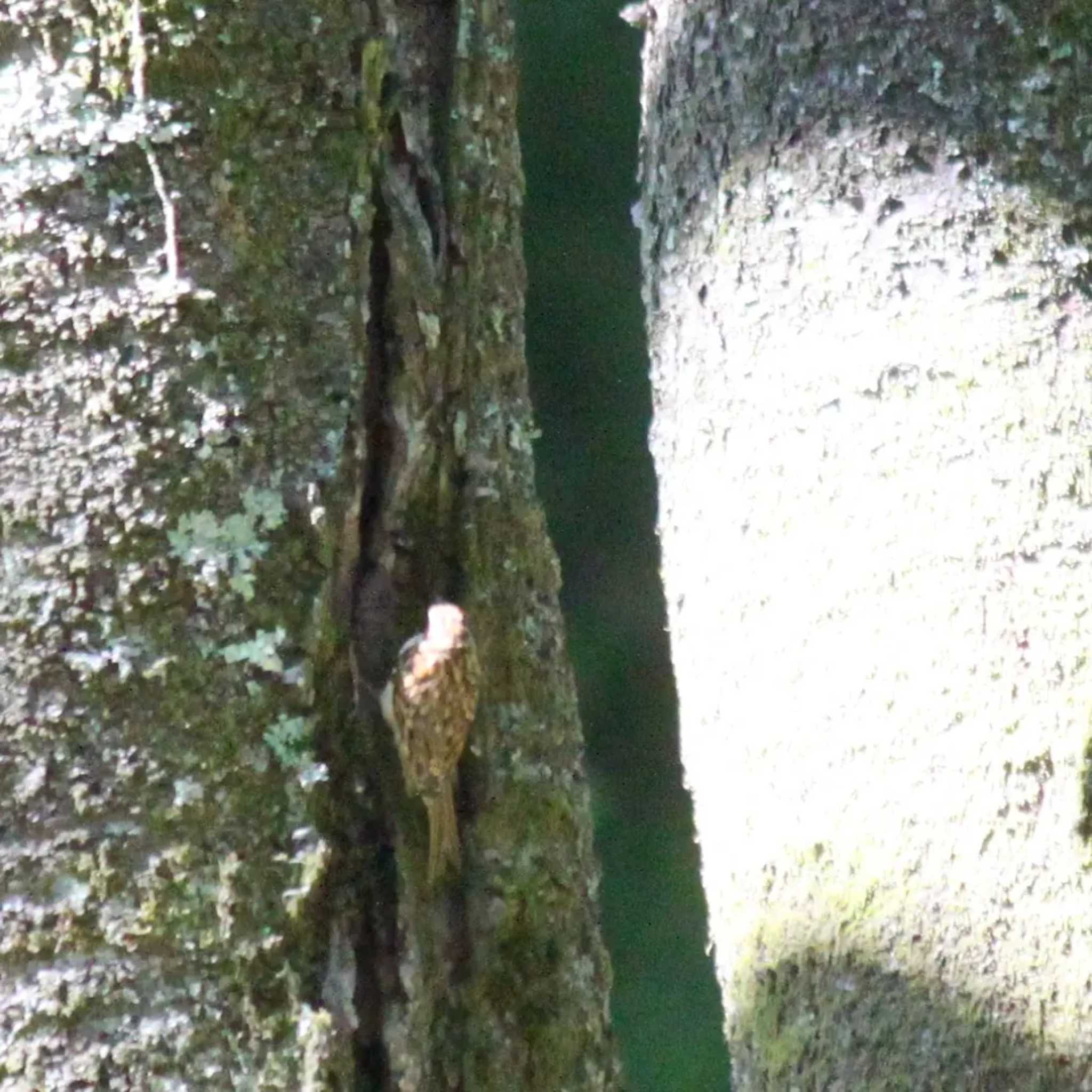 Eurasian Treecreeper