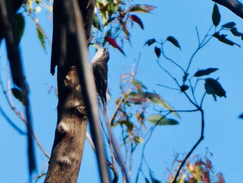 White-throated Treecreeper Mowbray Park, Lane Cove North, NSW, Australia Sat, 11/7/2020