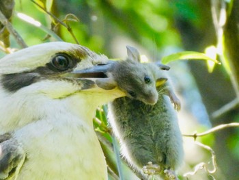 Laughing Kookaburra Mowbray Park, Lane Cove North, NSW, Australia Wed, 11/4/2020