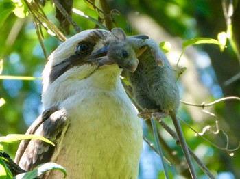 Laughing Kookaburra Mowbray Park, Lane Cove North, NSW, Australia Wed, 11/4/2020
