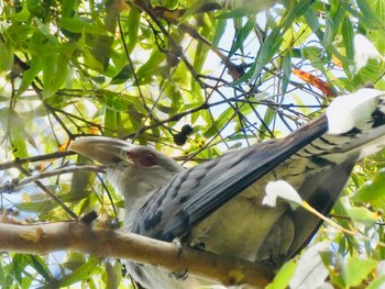 Channel-billed Cuckoo Mowbray Park, Lane Cove North, NSW, Australia Sat, 11/7/2020