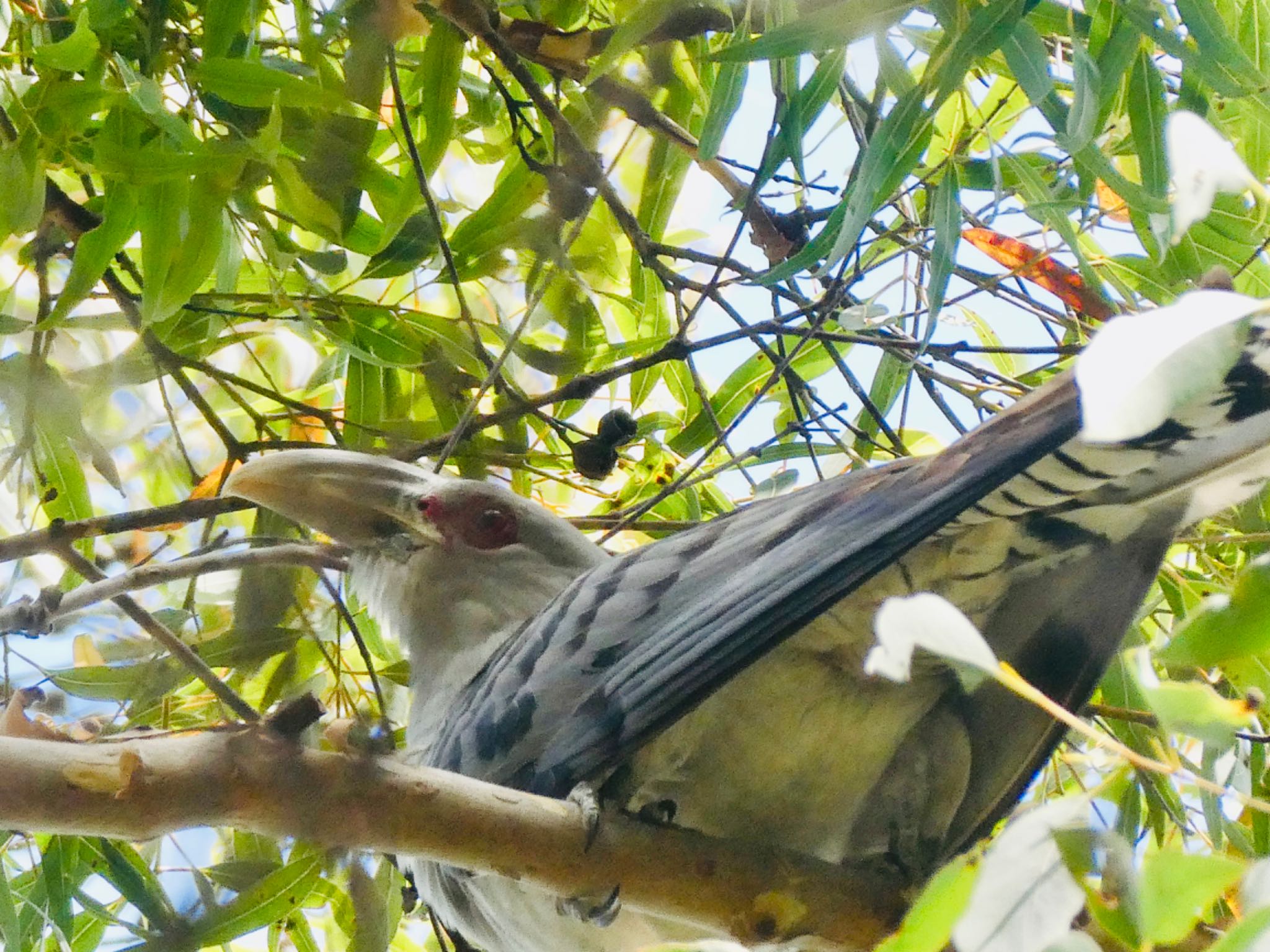Photo of Channel-billed Cuckoo at Mowbray Park, Lane Cove North, NSW, Australia by Maki