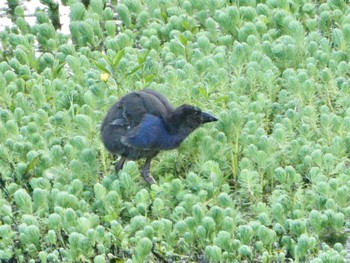 Australasian Swamphen Warriewood Wetlands, Warriewood, NSW, Australia Sun, 11/8/2020