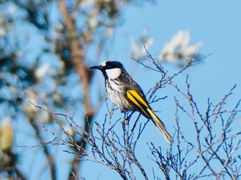 White-cheeked Honeyeater Dee Why Lagoon, NSW, Australia Sat, 10/10/2020