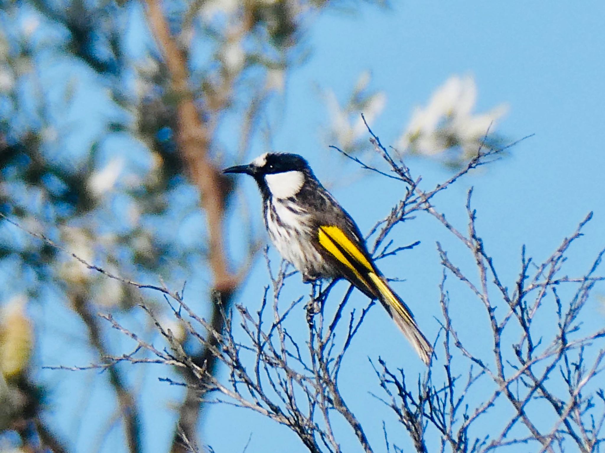 Photo of White-cheeked Honeyeater at Dee Why Lagoon, NSW, Australia by Maki