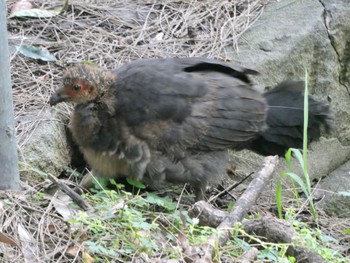 Australian Brushturkey Ferndale Reserve, Chatswood, NSW, Australia Wed, 10/28/2020