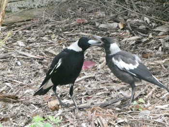 カササギフエガラス Ferndale Reserve, Chatswood, NSW, Australia 2020年10月28日(水)