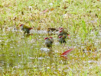 Red-browed Finch Blue Gum Reserve, NSW, Australia Tue, 10/27/2020