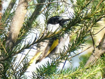 White-cheeked Honeyeater Dundundra Falls Reserve, Terry Hills, NSW, Australia Thu, 10/8/2020