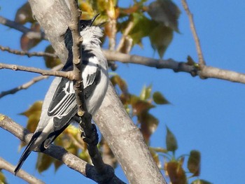 White-winged Triller Lake Wallace, Wallerawang, NSW, Australia Mon, 10/5/2020